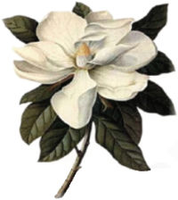 magnolia bloom