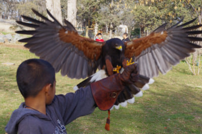 Hawk with wings spread at West Coast Falconry